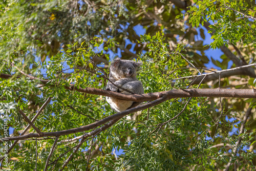 Photography A Koala (Phascolarctos cinereus) sleeping high up on a tree branch, with green foliage in the background