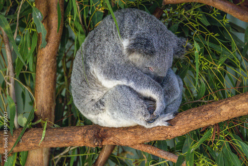 Fototapeta Naklejka Na Ścianę i Meble -  Close-up of a Koala (Phascolarctos cinereus) fast asleep,  its head sunk against the chest, while sitting on a tree branch, green foliage in the background. Koalas are native Australian marsupials.