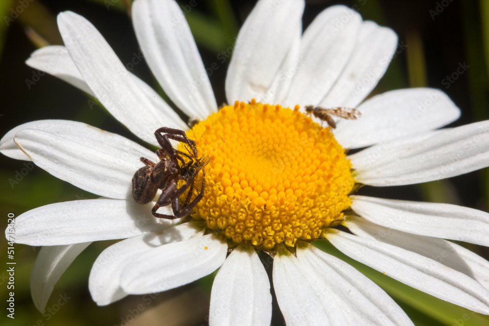 Fototapeta premium Spider on a daisy