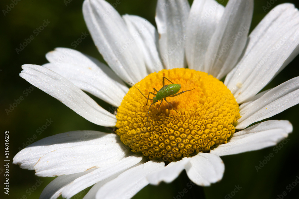 Fototapeta premium An insect on a daisy