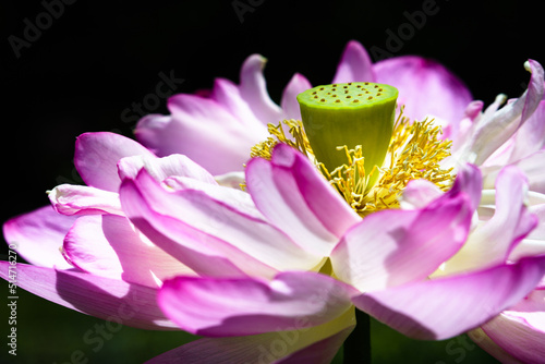 夏の朝に花を咲かせるハス Nelumbo nucifera