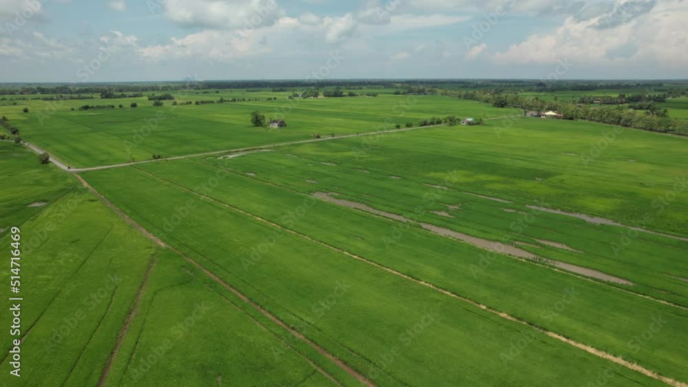 The Paddy Rice Fields of Kedah and Perlis, Malaysia The Paddy Rice Fields of Kedah and Perlis, Malaysia