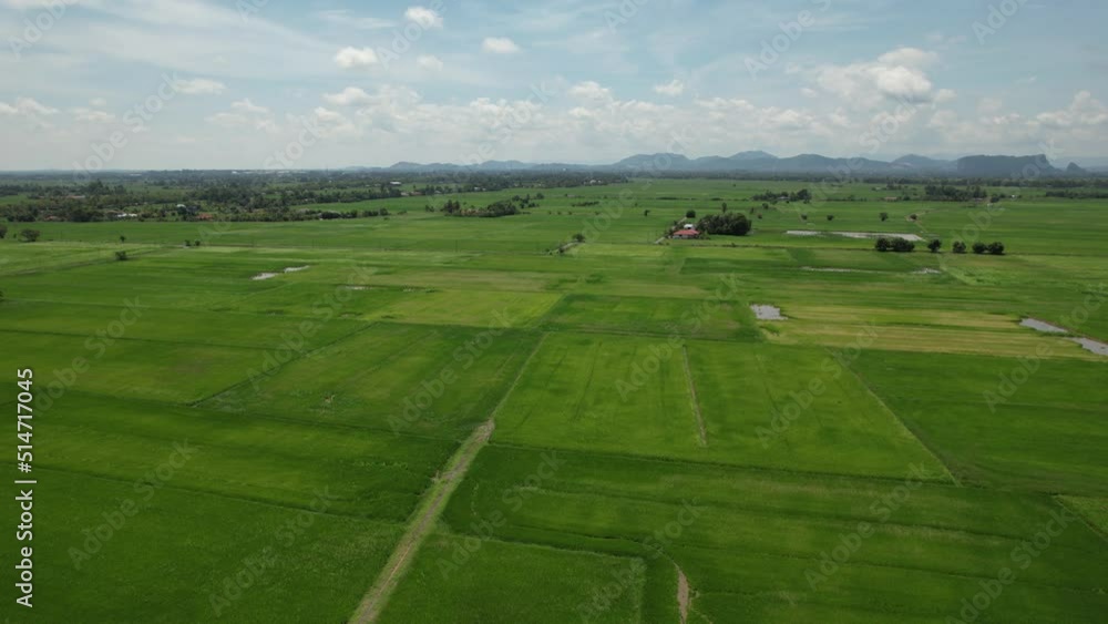 The Paddy Rice Fields of Kedah and Perlis, Malaysia The Paddy Rice Fields of Kedah and Perlis, Malaysia