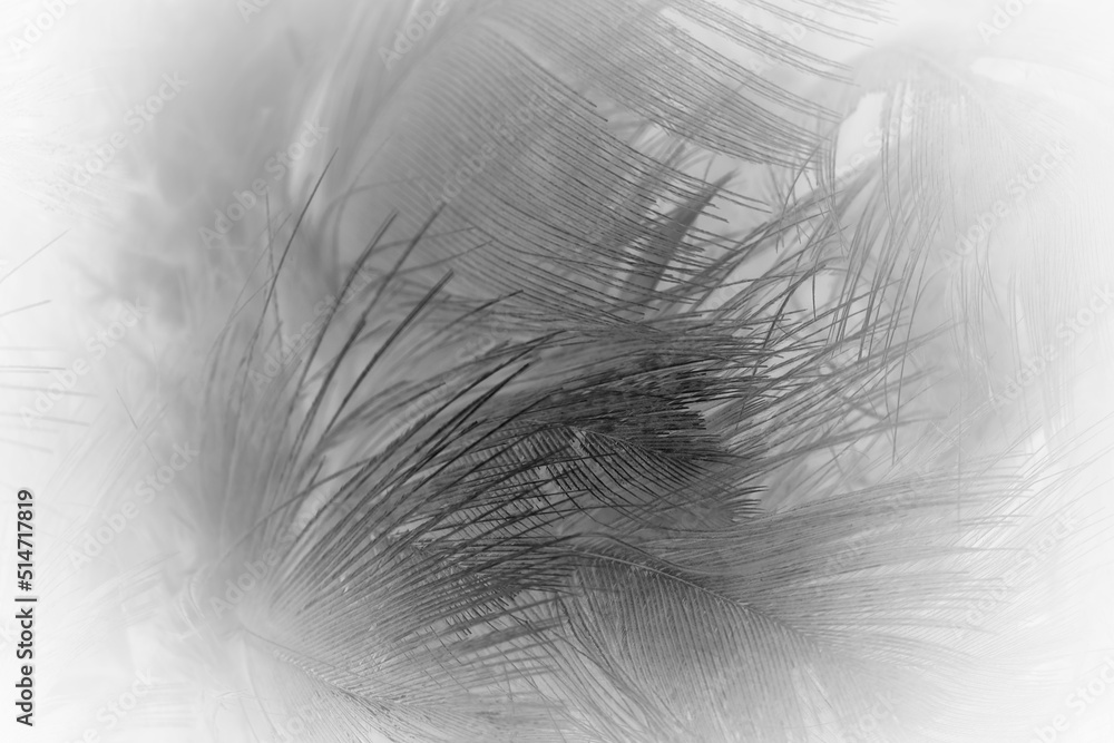 Obraz premium Beautiful dark black feather pattern texture background