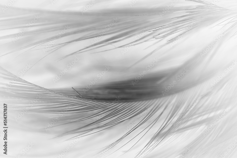 Obraz premium Beautiful dark black feather pattern texture background