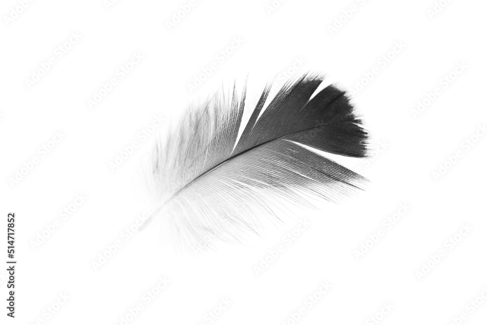 Bird swan black feather on white background Bird swan black feather on white background
