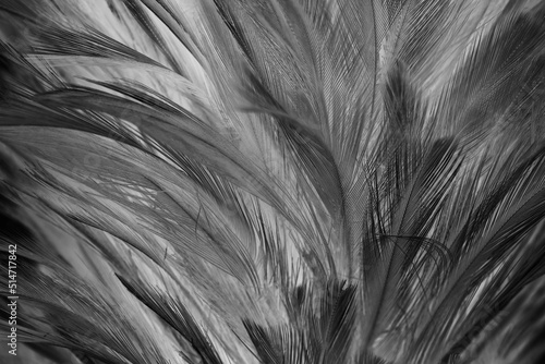 Beautiful dark black feather pattern texture background