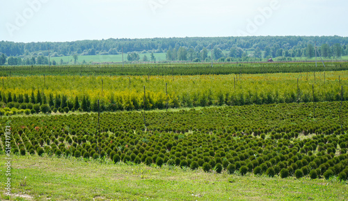 Plantation with rows of thuja, coniferum, cyprus, pine trees photo