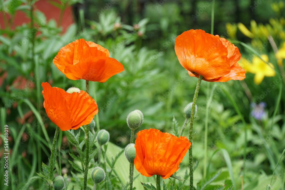Fototapeta premium Red poppy flowers in the garden
