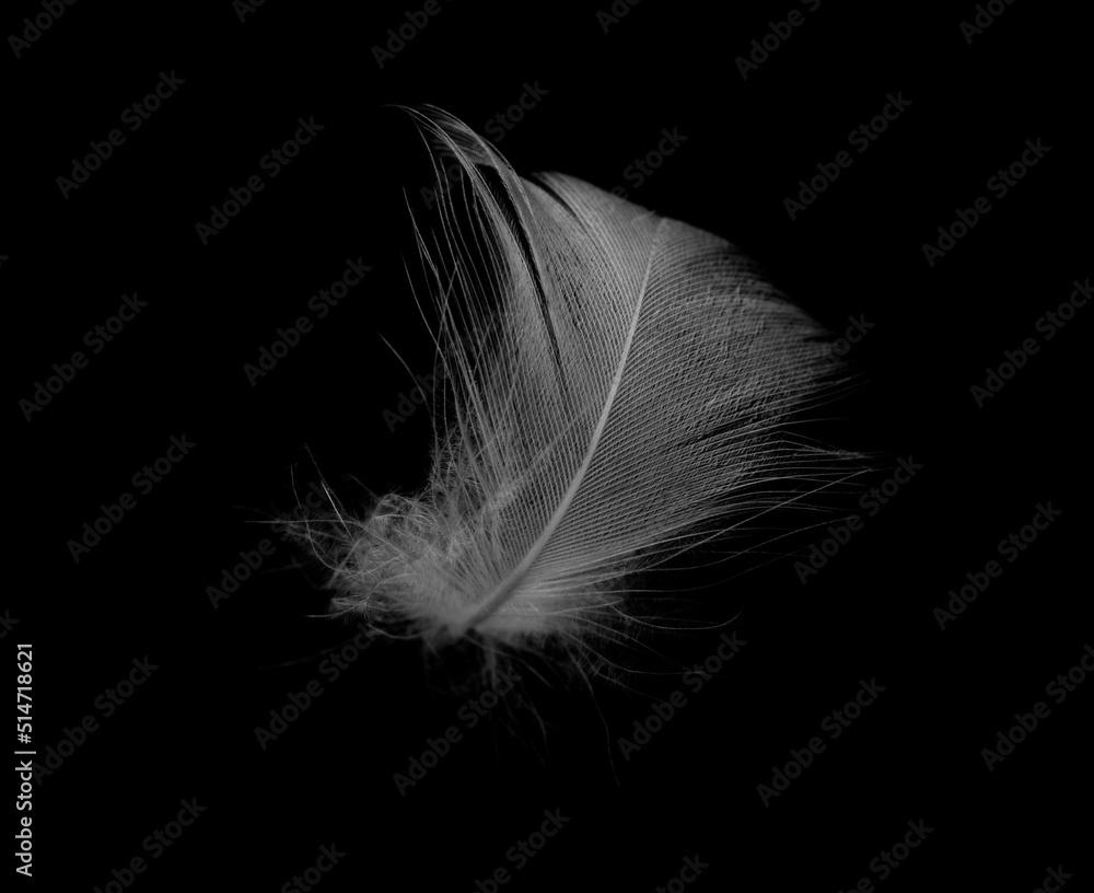 Obraz premium white feather isolated on black background
