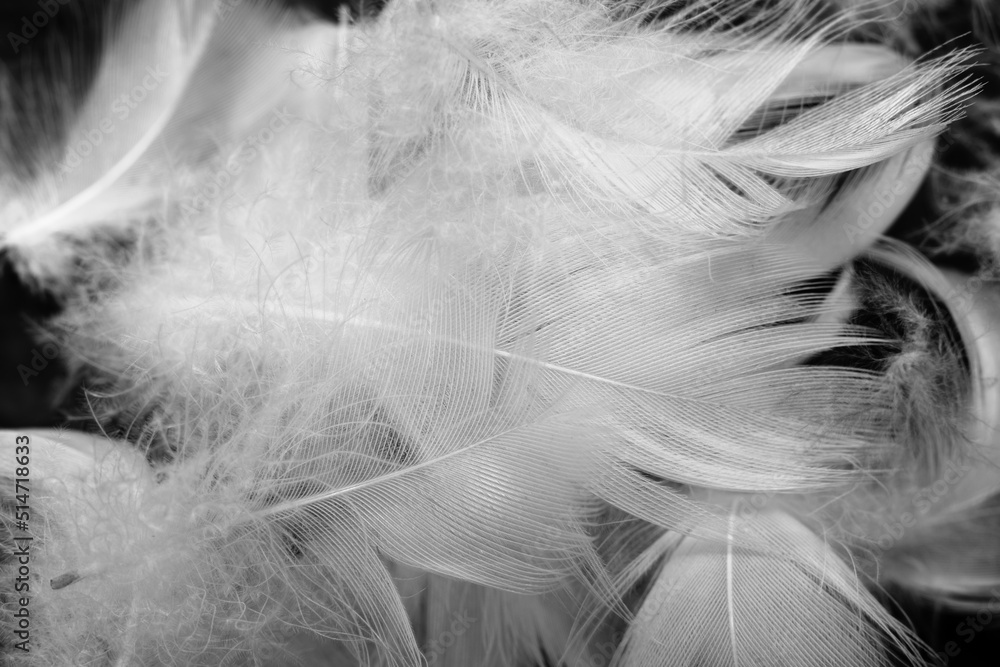 Obraz premium white feather wooly pattern texture background