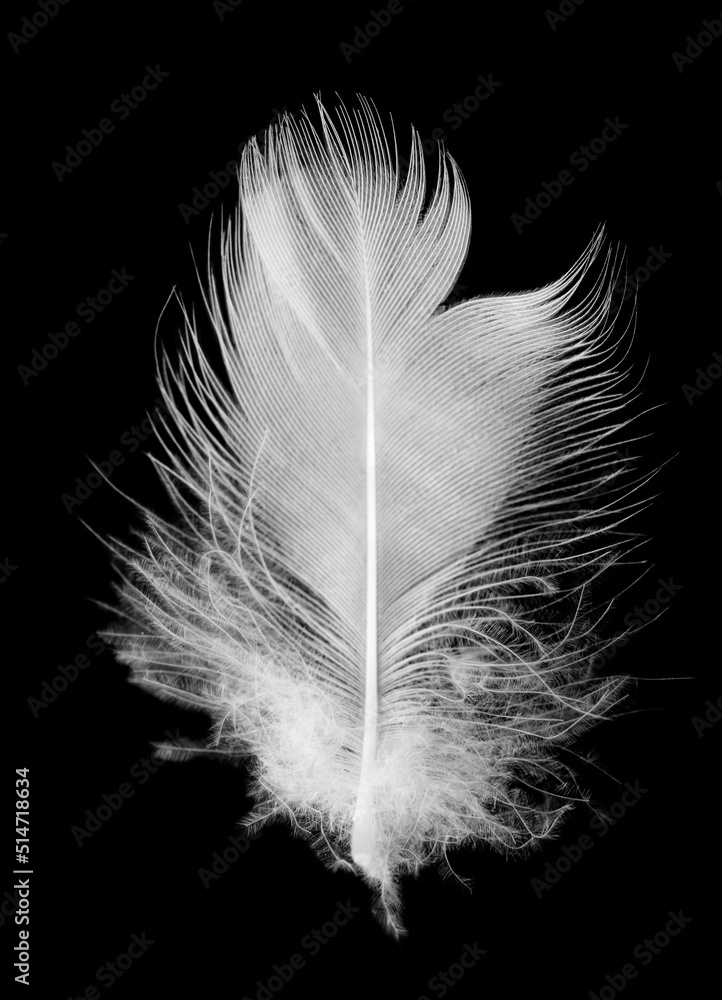 Obraz premium white feather isolated on black background