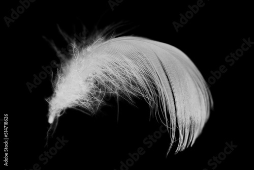  Beautiful white feather isolated on black background