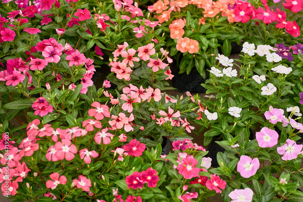 colorful flowers wih green leaf in pots sale colorful flowers wih green leaf in pots sale