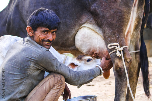 Editorial - circa 2021 bhuj gujarat India,Milking cow,indian men milks cows at farm,selective focus
