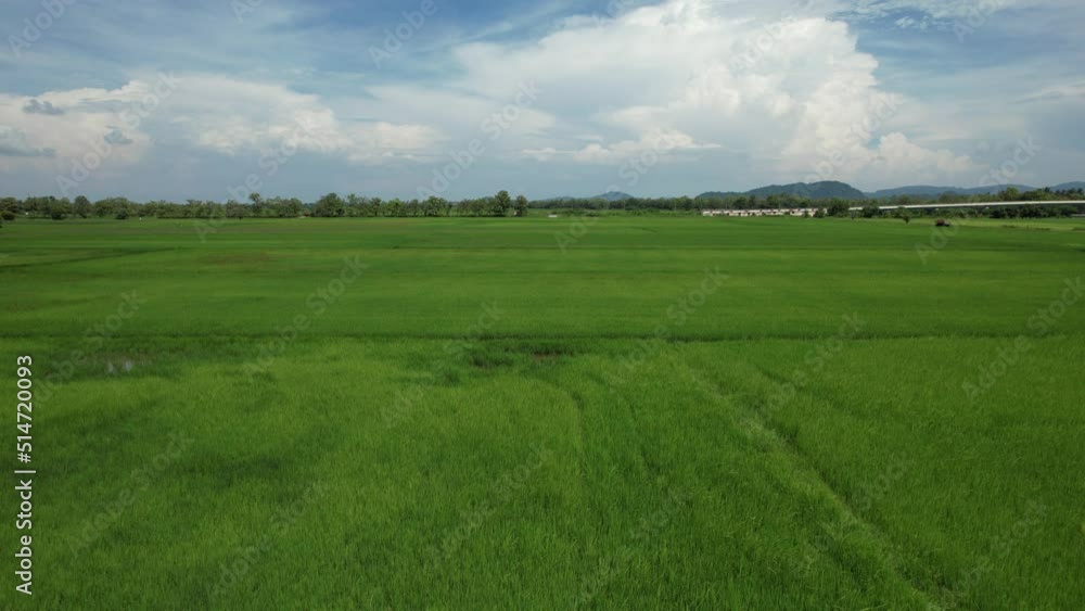 The Paddy Rice Fields of Kedah and Perlis, Malaysia The Paddy Rice Fields of Kedah and Perlis, Malaysia