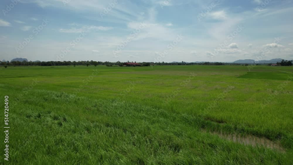 The Paddy Rice Fields of Kedah and Perlis, Malaysia The Paddy Rice Fields of Kedah and Perlis, Malaysia
