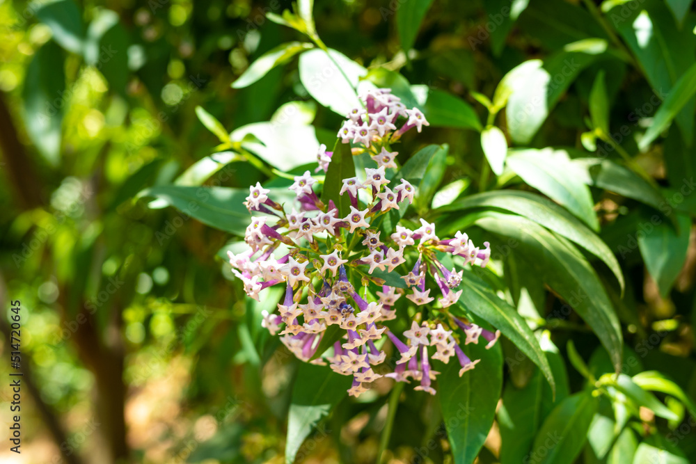 Exotische Pflanzen auf Kreta, Griechenland

