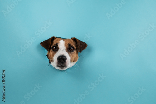Funny dog muzzle from a hole in a paper blue background. Copy space.  © Михаил Решетников