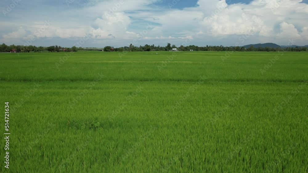 The Paddy Rice Fields of Kedah and Perlis, Malaysia The Paddy Rice Fields of Kedah and Perlis, Malaysia