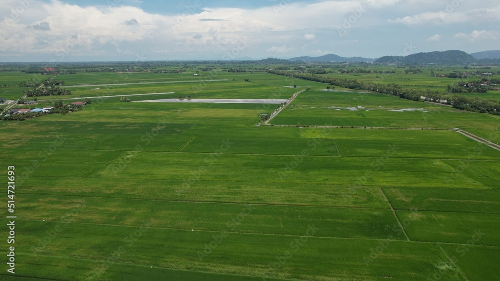 The Paddy Rice Fields of Kedah and Perlis, Malaysia