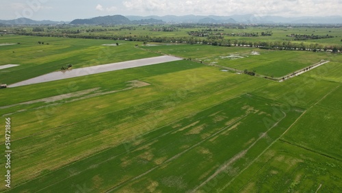 The Paddy Rice Fields of Kedah and Perlis, Malaysia