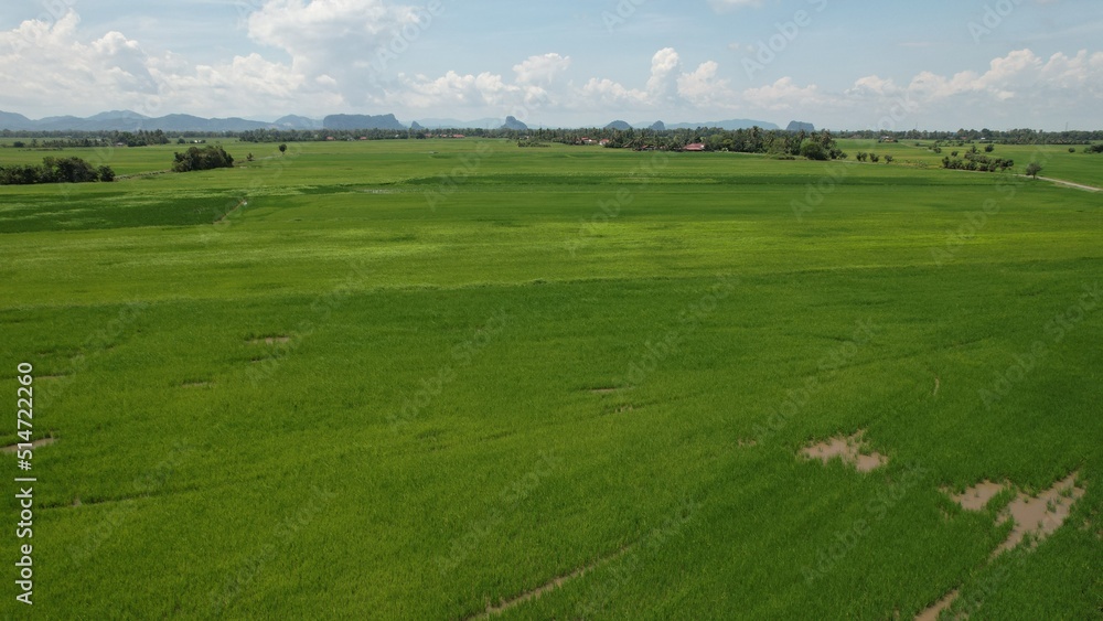 The Paddy Rice Fields of Kedah and Perlis, Malaysia