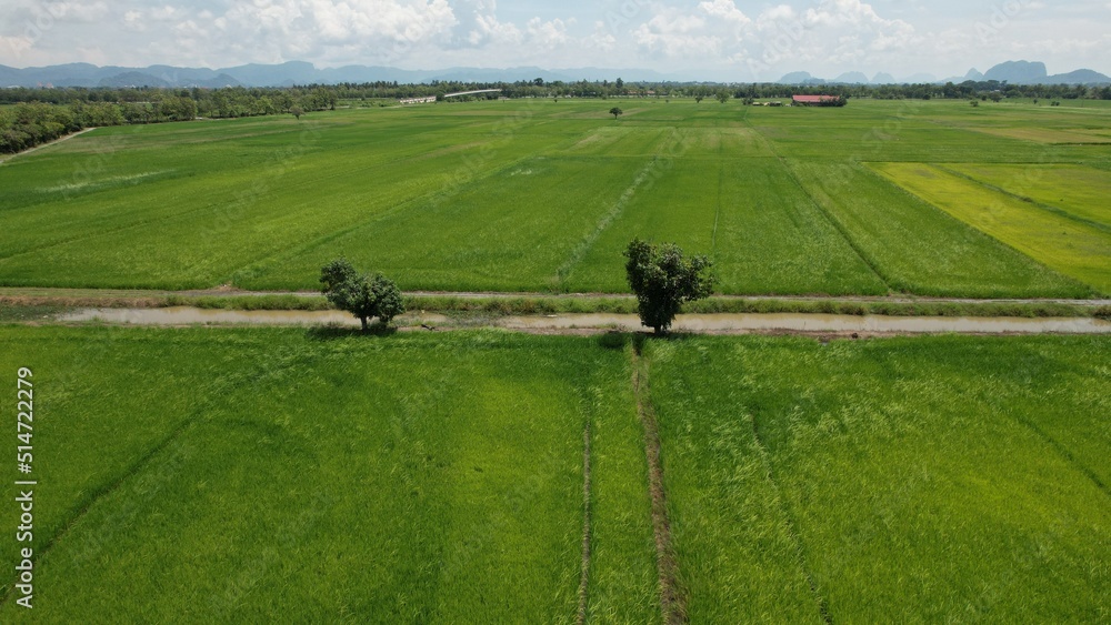 The Paddy Rice Fields of Kedah and Perlis, Malaysia The Paddy Rice Fields of Kedah and Perlis, Malaysia