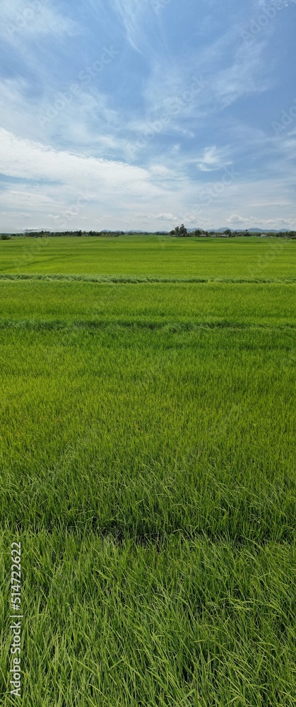 Fototapeta premium The Paddy Rice Fields of Kedah and Perlis, Malaysia