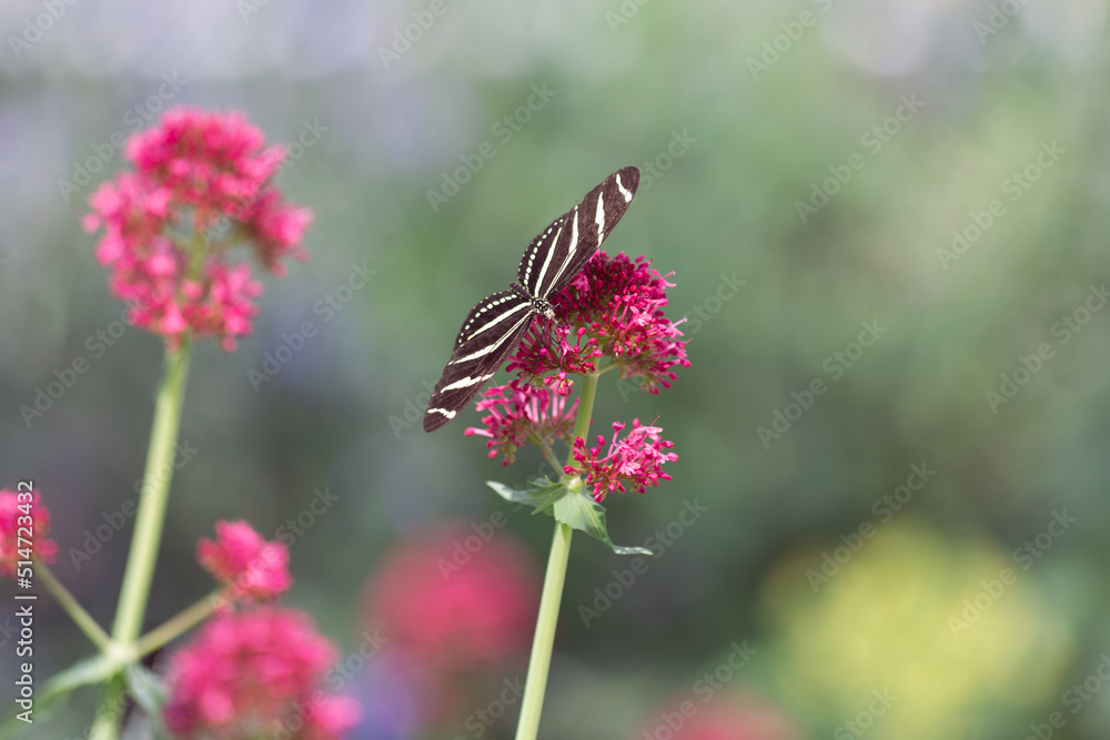 Heliconius charithonia zebra longwing butterfly pollinates a pink milkweed in the flower garden