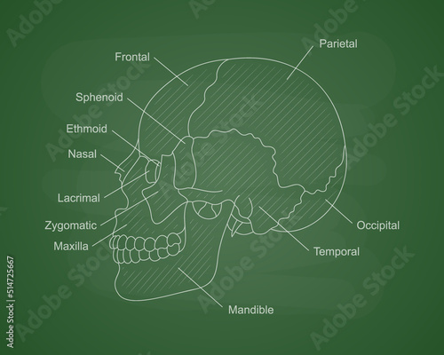 Human skull bones anatomy on a green school board. Human head diagram with bones description. Educational content for medical university.