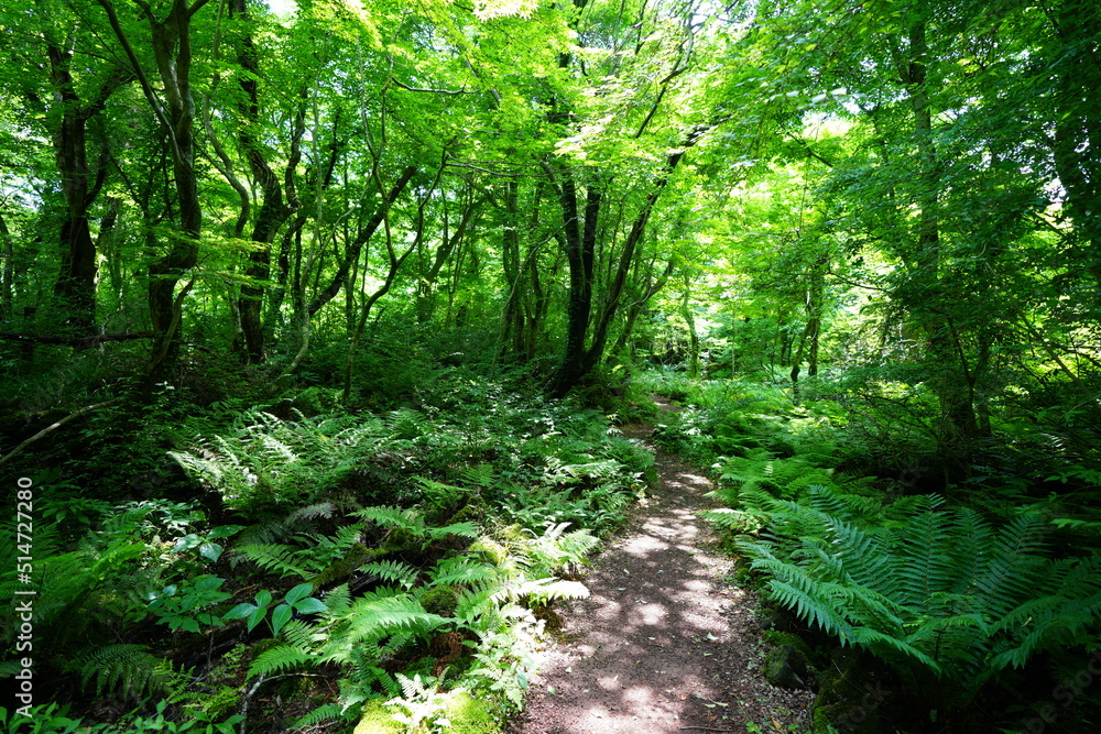 Foto fascinating forest path in the gleaming sunlight