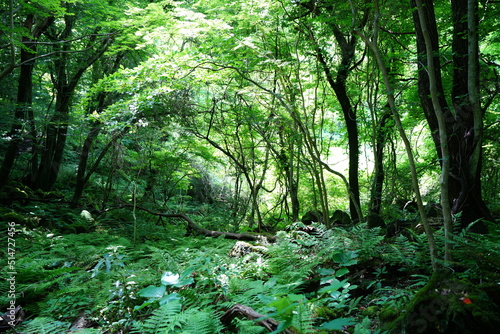 lively dense forest with old trees and fern
