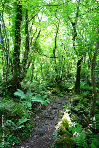 fine path through wild spring forest