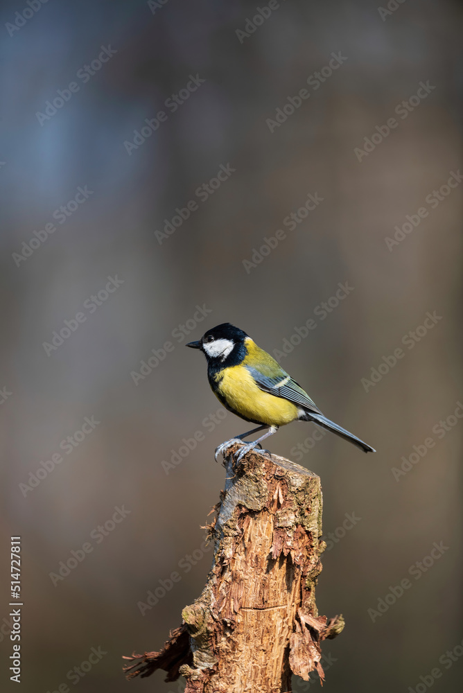 Lovely Spring landscape image of Great Tit bird Parus Major in forest setting with colorful vibrant colors Lovely Spring landscape image of Great Tit bird Parus Major in forest setting with colorful vibrant colors