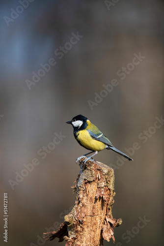 Lovely Spring landscape image of Great Tit bird Parus Major in forest setting with colorful vibrant colors