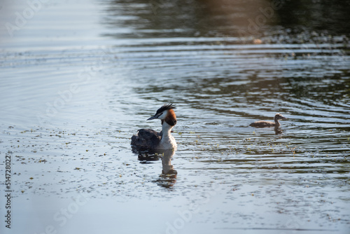 Beautiful image if Great Crested Grebe family with cute chicks on water of lake in Spring sunshine