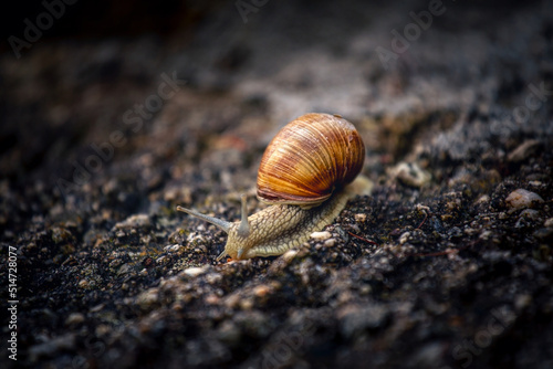 Alpine Snail