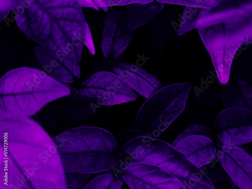 Beautiful abstract blue and purple flowers on black background, black flower frame, dark leaves texture, purple background, purple background, flowers for Christmas and valentine celebrations