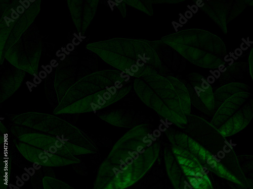 Beautiful abstract green flowers on dark background, yellow flower frame, green leaves texture, green background, dark theme, green leaves texture, flowers for Christmas and Valentine celebrations © Weerayuth
