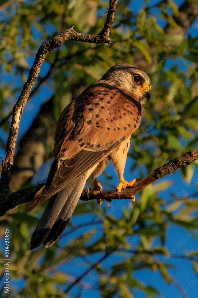 Turmfalke Turmfalke