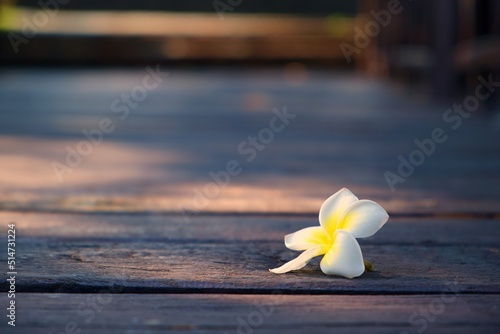 The walkway was made of wood with white frangipani flowers falling.