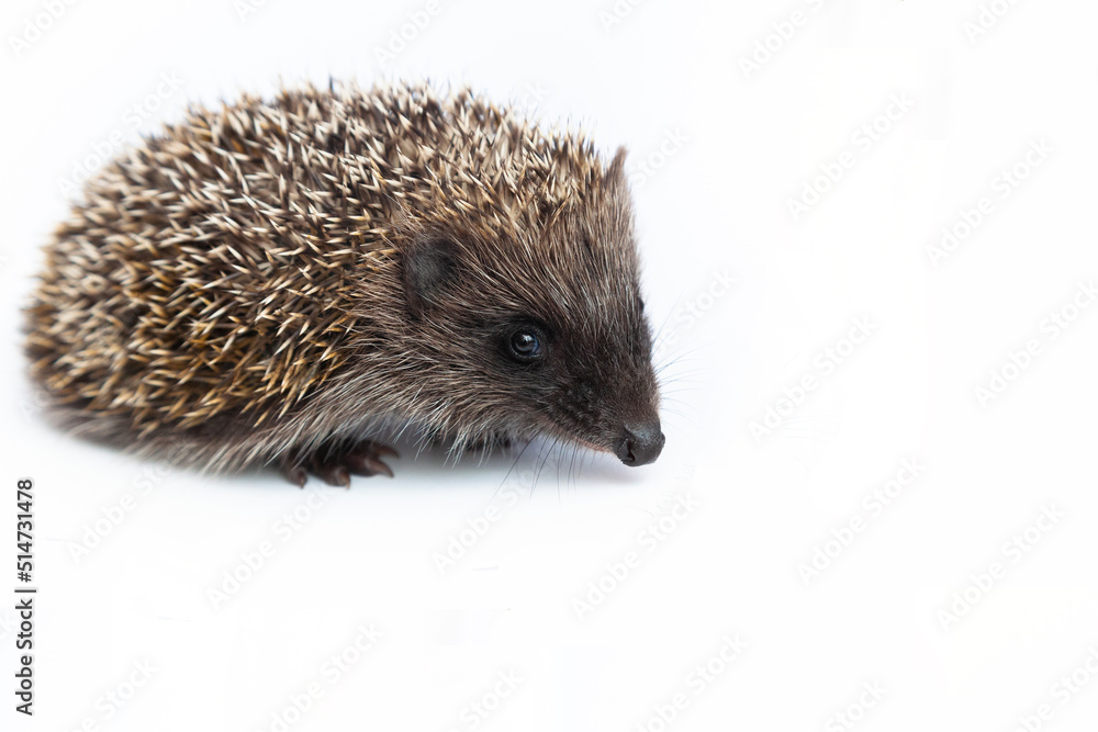 European hedgehog, Erinaceus europaeus, also known as the West European hedgehog or common hedgehog, in front of white background European hedgehog, Erinaceus europaeus, also known as the West European hedgehog or common hedgehog, in front of white background