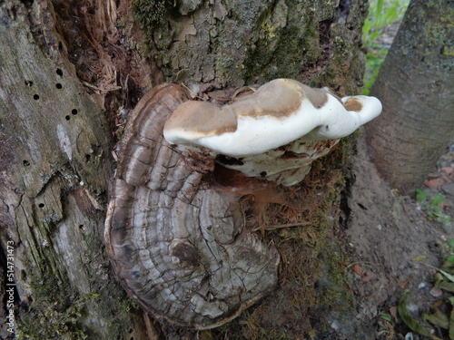 Ganoderma applanatum, the artist's bracket, artist's conk, artist's fungus or bear bread, is a bracket fungus