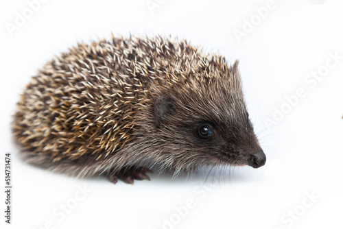 European hedgehog, Erinaceus europaeus, also known as the West European hedgehog or common hedgehog, in front of white background 