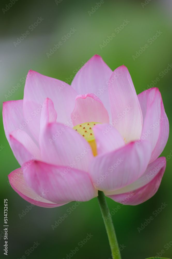 Fototapeta premium 東京のハス