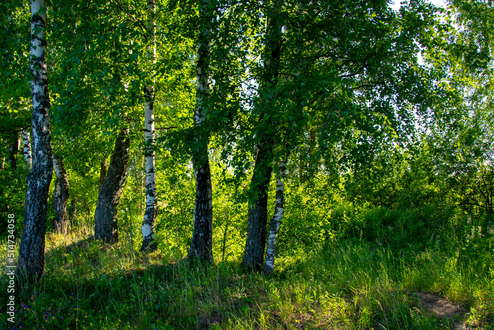 Fototapeta premium birch grove, summer forest, fresh green leaves