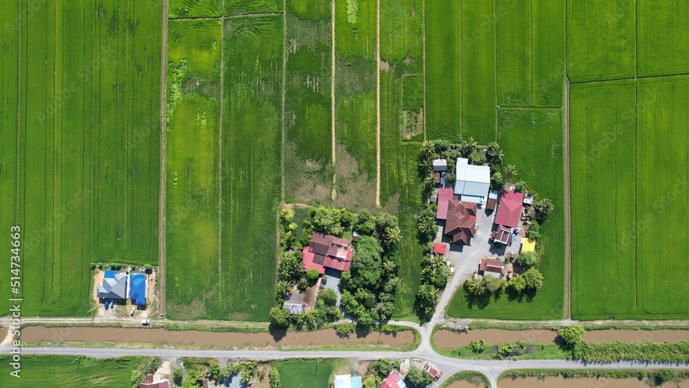 The Paddy Rice Fields of Kedah and Perlis, Malaysia