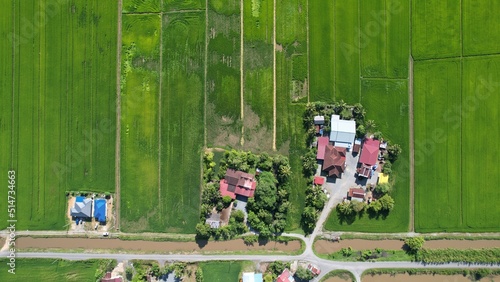 Obraz na płótnie The Paddy Rice Fields of Kedah and Perlis, Malaysia w salonie