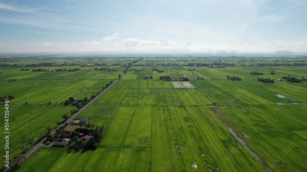 defaultThe Paddy Rice Fields of Kedah and Perlis, Malaysia